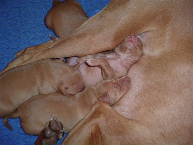Paroos Puppies Born 21 of March 2010.